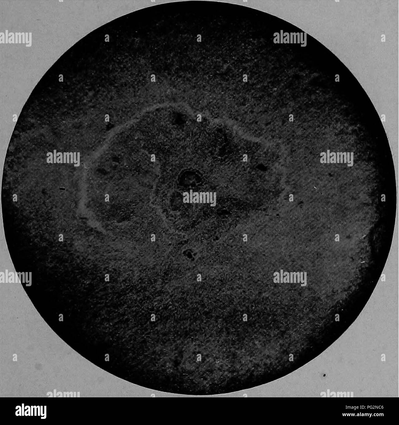 . La patologia e la diagnosi differenziale di malattie infettive degli animali : preparata per studenti e professionisti del settore della medicina veterinaria . Medicina veterinaria; malattie trasmissibili negli animali. ACTINOMYCOSIS 257 fino di rosette di dimensioni variabili da 10 a 200[Ji in diametro, la dimensione media compresa tra 30 a 40[J.. Questo fungo può essere coltivata su arti- ficial media. Esso macchie alquanto debolmente con i coloranti di anilina. Le rosette sono composte da un certo numero di club-strutture sagomate (raggi), che irradia dalla centrale di massa che si compone della parte di micelle dell'organismo. Il club-sagomato Foto Stock