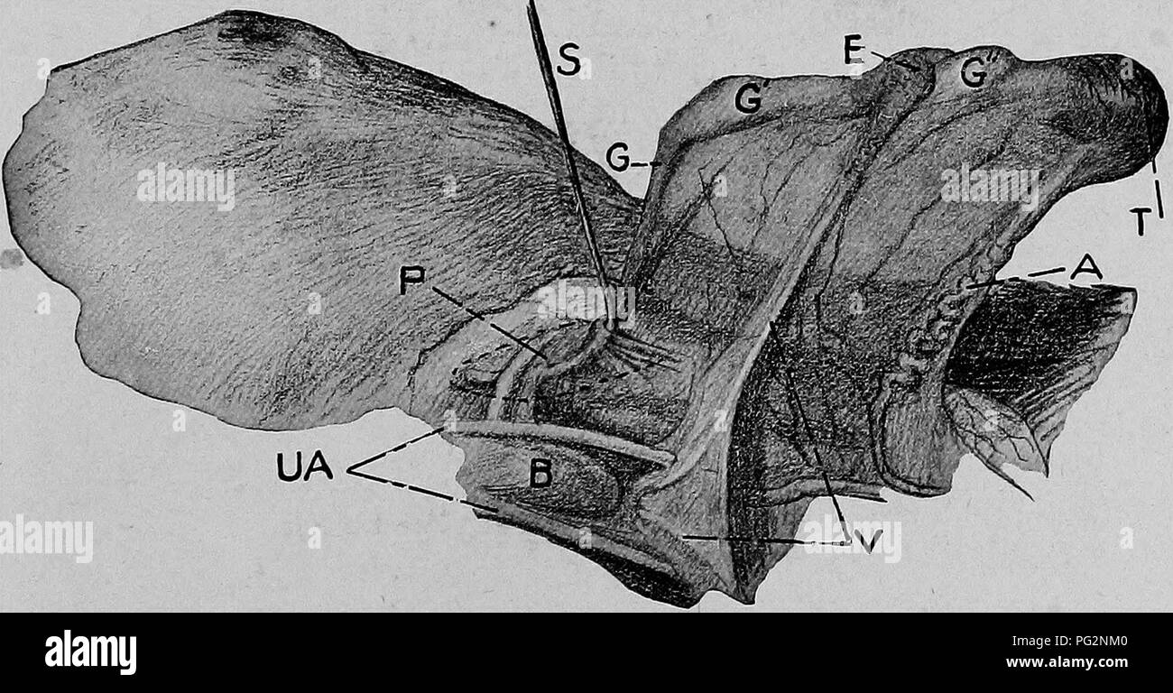 . Le malattie degli organi genitali degli animali domestici. Medicina veterinaria. I genitali . Le malattie degli organi genitali degli animali domestici. Medicina veterinaria. I genitali
