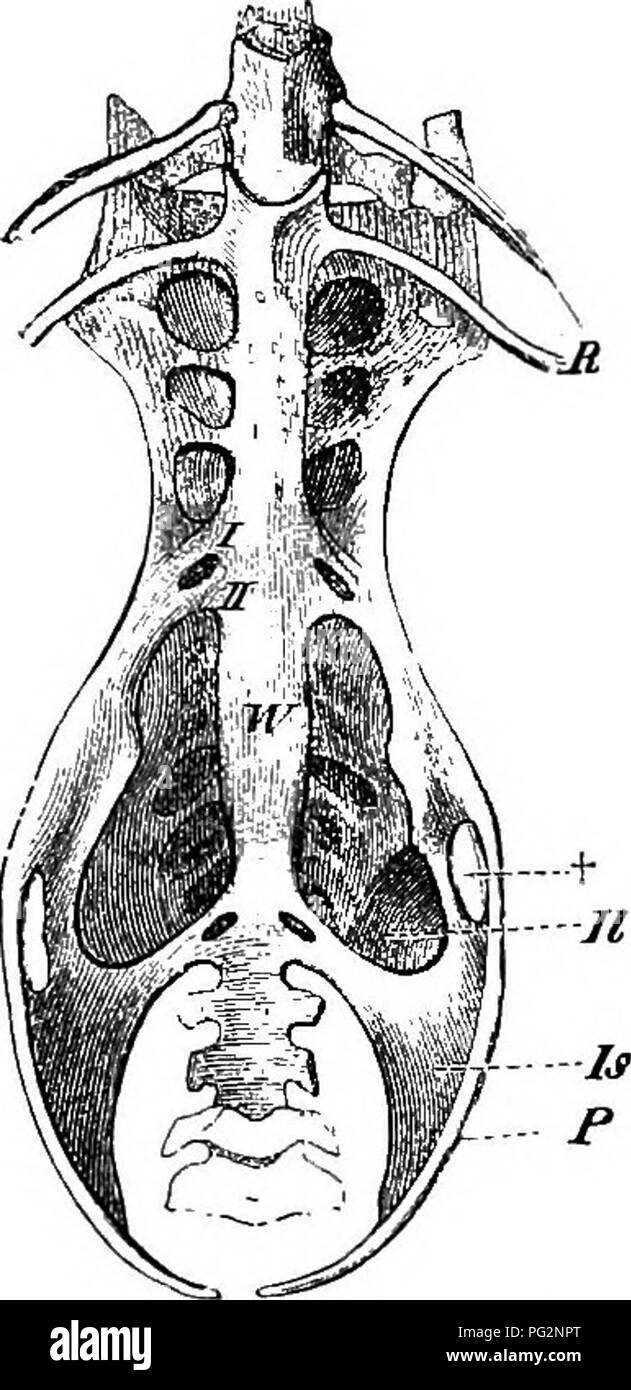 . Elementi di anatomia comparata dei vertebrati. Anatomia di confronto. La colonna vertebrale 49 reaiain distinti. Che quest'ultimo è il più originale condizione di uccelli è rappresentato da uno studio del loro sviluppo come pure dalla condizione della coda in Archseopteryx, in cui essa è stata sostenuta da numerosi libera allungata vertebre (Fig. 38j. Inoltre in molti uccelli {ad es. Psittacus undulatus) più vertebre sono formate nell'embrione di sono visti nell'adulto. Si deve tuttavia tener presente che la pygostyle può essere costituito da sei a dieci fusi vertebre caudali e nel sacro anche a g Foto Stock