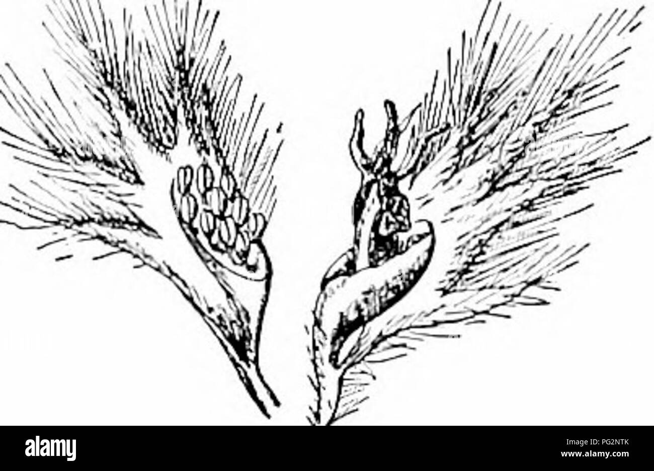 Questa guida fornisce informazioni sugli alberi autoctoni come il *Aspen* (*Populus tremuloides*), descrivendo dettagliatamente le loro abitudini di crescita, gli habitat e l'importanza ecologica. Copre la distribuzione, l'identificazione e gli ambienti preferiti in Nord America, concentrandosi su caratteristiche come il fluttuare delle foglie e la rapida crescita. Foto Stock