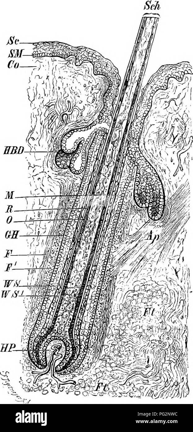 Uno studio comparativo dell'anatomia dei vertebrati, incentrato sulla struttura e la funzione del sistema integumento. Il lavoro esamina gli strati cutanei, i follicoli piliferi, il tessuto adiposo e i tessuti connettivi, fornendo informazioni sulla biologia e l'anatomia dei vertebrati. Foto Stock