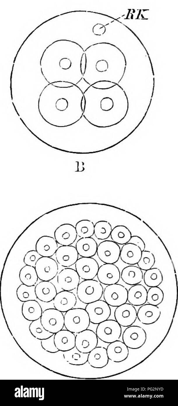 . Elementi di anatomia comparata dei vertebrati. Anatomia di confronto. 0 D Fig. 2.-schemi op la segmentazione del Oosperm. Una prima fase (due segmenti): EK, cellule polari. B, seconda fase (quattro segmenti). C, ulteriore fase. D, morula fase. hlastoccele) riempito con fluido viene formata e la morula è ora parlato di come il blastosphere o blastula (Fig. 3). Le cellule periferiche che racchiude questa cavità formano il germinal membrana o blasto- derm. Consistente in un primo momento di un singolo strato di cellule, il blastoderm in seguito diventa a due e poi a tre strati. Dalle posizioni relative di questi, t Foto Stock