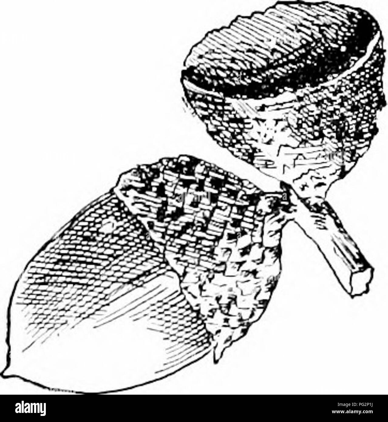 . I nostri alberi nativi e di come identificarli; un famoso studio delle loro abitudini e le loro peculiarità. Alberi. Famiglia di quercia Legno.-marrone pallido e alburno stessa ; lv dura, a grana grossa e a controlli in essiccazione. Usato in costruzione, in- terior finitura delle case, il trasporto e la costruzione delle imbarcazioni, agricolo im- plements, raihay cravatte, carburante e scherma. Sp. gr., 0.7662 ; peso di cu. ft., 47.75 lb inverno boccioli.- pallido marrone castagna, Pelosa, ovali, un quarto di pollice lungo. Foglie.-alternativo, da cinque a sei pollici di lunghezza, due a quattro pollici ampio, obovate o oblungo-obovate, si restringe gradualmente e sagomato a cuneo a Foto Stock