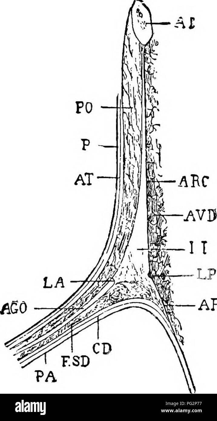 Questo testo discute il processo e le considerazioni anatomiche della castrazione animale, concentrandosi sugli strati di tessuto coinvolti, come la pelle, i toni scuri e il tessuto connettivo. Include illustrazioni dettagliate per facilitare la comprensione della procedura. Foto Stock