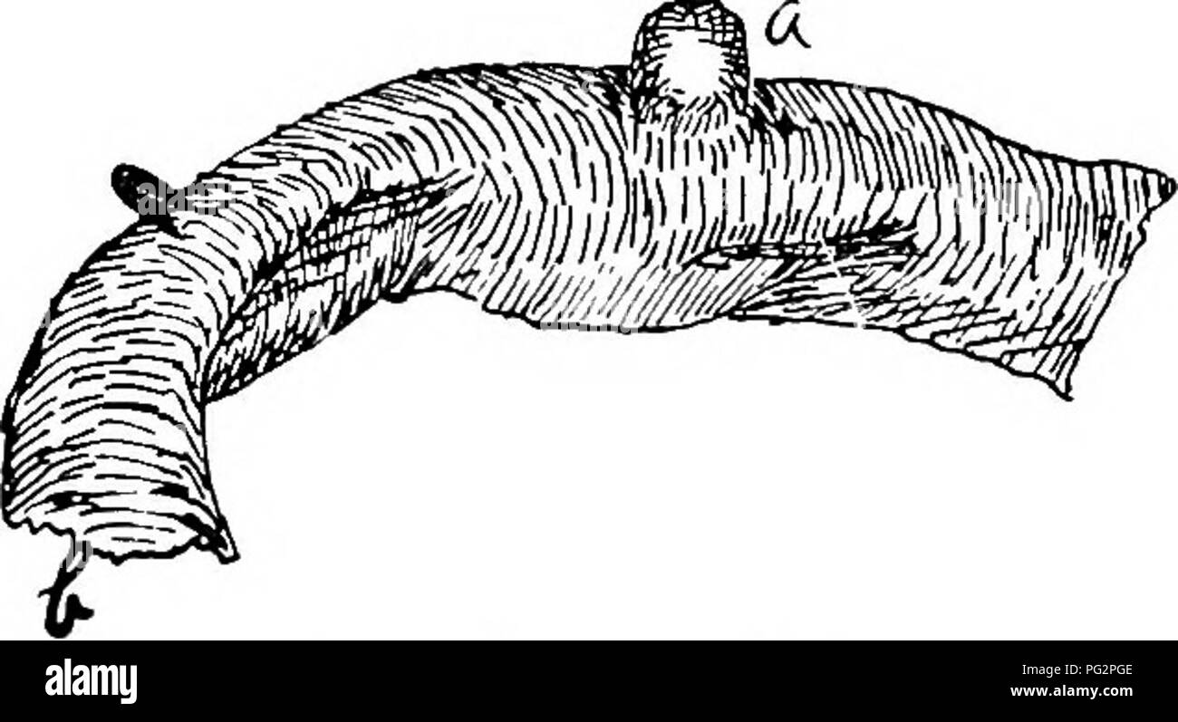 . Parassiti animali e malattie parassitarie . Animali domestici; medicina veterinaria. Parassitologia. 143 verdastro, cheesy pus ha accumulato attorno ad essa; in noduli più grandi di un perno-testa tutto il contenuto è una massa di formaggio ; la parete cistica è rotto e la vite senza fine è trovato libero, vagare all'interno della capsula; in noduli di maggiori dimensioni del materiale di formaggio è abbastanza difficile tranne che in corrispondenza del lato in cui la vite senza fine è trovata. Avvicinando la maturità il worm lascia il nodulo e diventa sessualmente maturo solo nel tratto intestinale; il nodulo ora gradualmente si restringe in dimensioni fino a quando non è abbastanza piccola e riempiti con terriccio mat Foto Stock