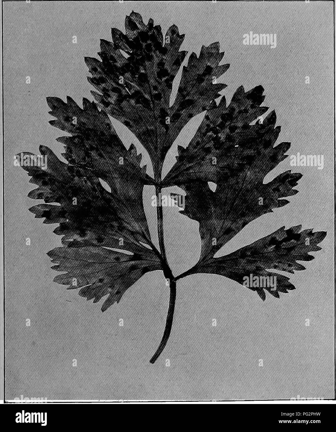 . La filiera vegetale nello stato di New York ... Verdure; GIARDINAGGIO. Le malattie di ortaggi 1329 CAULIFLOWEE Eot nero e il Club di root, discusso sotto il cavolo, sono le malattie importanti. CELEEY batterico (Septoria petroselina Desm., var. apii Br. &Amp; Cav.), Fig. 386. È probabile che l'ingiallimento delle foglie di sedano, risultato- ing sfavorevole dal suolo e condizioni climatiche, è talvolta. Fig. 386.- Celehy chiamato avvizzimento batterico. La vera piaga è tuttavia provocato solo mediante l'attacco di un fungo. Esso può essere facilmente distinto da tutti gli altri problemi dalla presenza di marrone punti morti nel lasciare Foto Stock