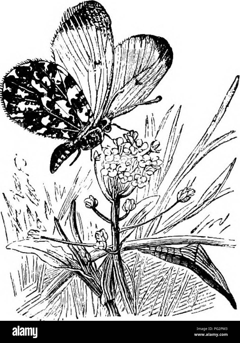 . Colorazione degli animali; un conto dei principali fatti e teorie relative ai colori e la marcatura degli animali. Animali. PKOTKCTIVB COLOKATXON. 81 L' altra parte, la somiglianza di insetti di fiori possono essere concepibilmente di utilizzare loro in vari modi. Il fiore- come Mantis-HymeMopua simum-è stato menzionato su p. 187 come un esempio di quello che è stato definito una seducente colorazione. Il sig. T. W. Wood ha capito, in l'osservatore intellettuale, arancione farfalla di punta quando è a riposo su un impianto umbelliferous, la sua meta preferita. Il sparse macchie verdi su sotto la superficie delle ali (se Foto Stock