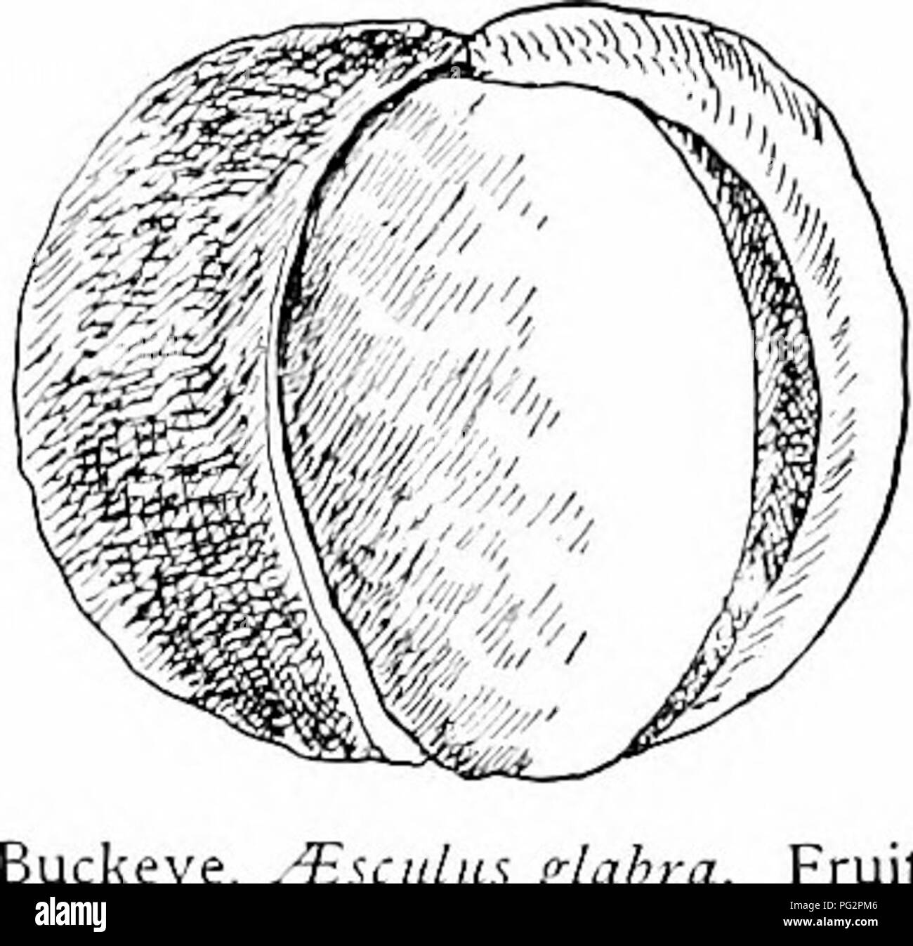 . I nostri alberi nativi e di come identificarli; un famoso studio delle loro abitudini e le loro peculiarità. Alberi. OHIO BUCKEYE. uckeye, /Esculus glabra. Frutto mi' a i1 lunga. dado dell'Ippocastano ; quella del Buckeye è simile. Quando il guscio si incrina e espone per visualizzare il ricco marrone del dado con il marrone pallido cicatrice, ri- parvenza di semi-occhio aperto di un cervo non è fancied ma reale. Da questa somiglianza è venuto il nome Buckeye. Come è accaduto che Ohio è stato chiamato il Buckeye membro ? Nessuna prova diretta in questione è imminente, ma prove indiziarie è che non vogliono. Il giovane Foto Stock