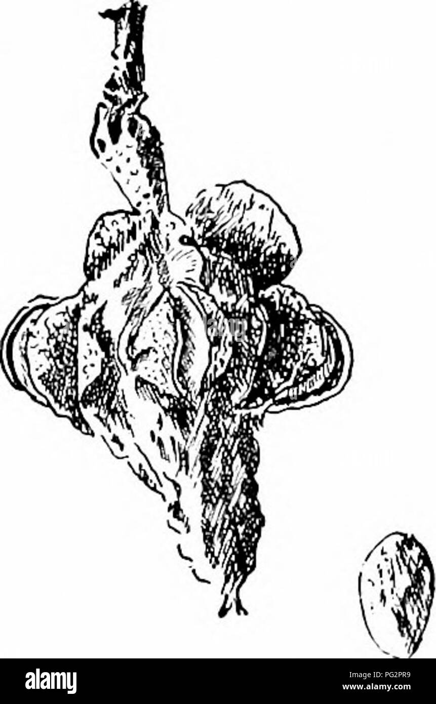 . I nostri alberi nativi e di come identificarli; un famoso studio delle loro abitudini e le loro peculiarità. Alberi. Ramo di fioritura di cetriolo-tree, Magnolia acuminati. Un tale albero avente i suoi rami ribaltato con frutta rosa pre- sents in settembre un unico e appariscente. Lo spruzzo del cetriolo, come quello di tutti i grandi-lasciato alberi, è grossolana. L'effetto del fogliame è tuttavia singu- larly ammenda, per le foglie sono di un chiaro verde brillante, disposti alternativamente lungo il ramo e breve petioled, in modo che esse possano avere un po' di movimento indipendente, e il ramo oscilla come un intero quando viene spostato Foto Stock