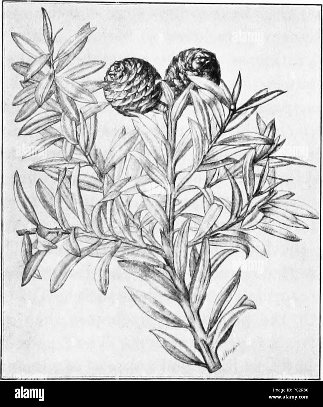 . Eredità ed evoluzione nelle piante. Eredità; piante. L'EVOLUZIONE DI PIANTE 233 a sei microsporangia (polline-sacs) su una levetta. Il coni femmina somigliava al maschio in apparenza generale e i semi assomigliava a quelle del Cycadofilicales (Fig. 94). L'impianto stesso era una struttura snella, alcune forme di cui raggiunto un altezza di oltre 100 piedi. Le Cordaitales formato il primo al mondo grandi foreste. Essi rappresentano un. Fig. 109.-filiale, con coni, di Kauri pine (Agathis auslralis). (Dal Giardiniere di cronaca.) ampia partenza dalle crittogame e deve essere costitui- sidered come veri tuberi seme-bear Foto Stock