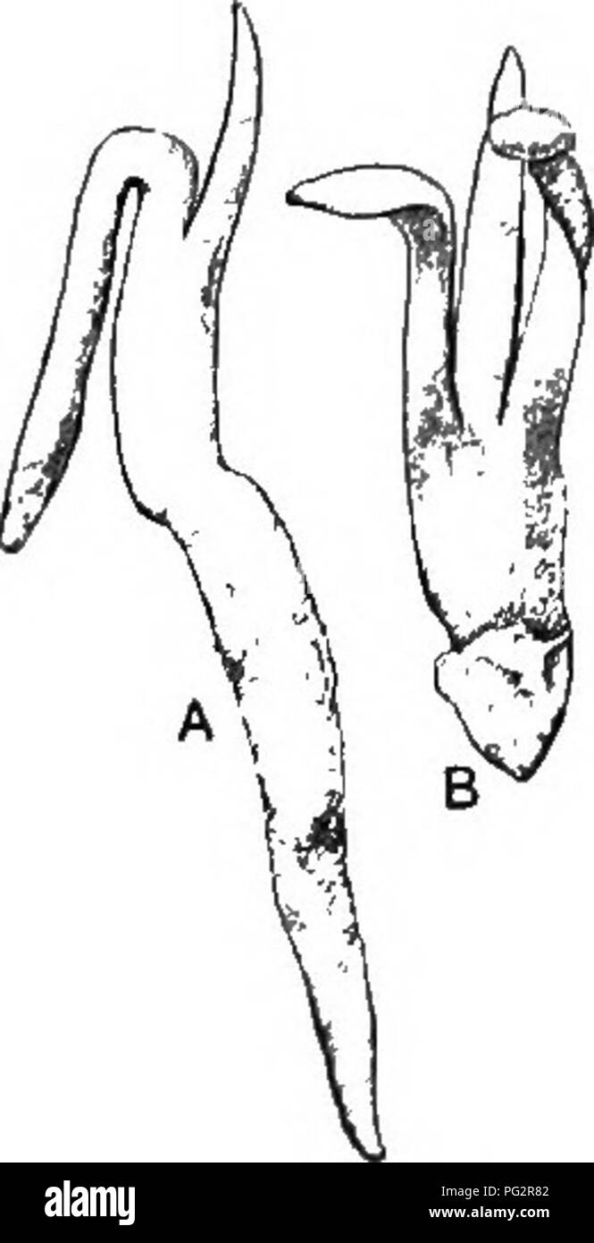 . Eredità ed evoluzione nelle piante. Eredità; piante. L'EVOLUZIONE OP PIANTE 229 abitudine. Essi sono pertanto in tutta probabilità adattamenti che l'abitudine. Due ulteriori-Anatomia dello stelo e la ap- terminale parently cotiledone nell'embrione-può essere considerato come direttamente le conseguenze di tali adattamenti; lo stelo anatomia acquisendo le sue peculiari caratteristiche da inserzioni di numerose ampia base di foglie su un squat asse sotterranea, e l'embrione numero cotyledonary derivanti dalla fusione congenita di due cotyle ancestrale- dons. Il settimo carattere-trimerous floreali di simmetria non porta alcun evidente re- latio Foto Stock