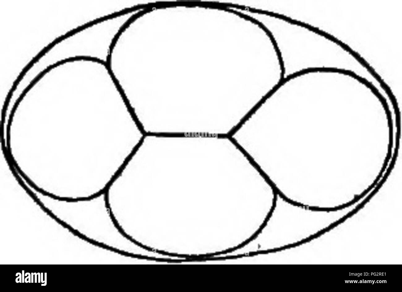 . Batteri, lieviti e muffe in casa. Batteriologia; funghi lievito; stampi (funghi). 8o batteri, lieviti e muffe. Fig. 34. Una cellula di lievito contenente quattro spore. metodo di germogliamento, ma i suoi contenuti vengono divisi in più parti. In Fig. 34 è mostrata una di queste cellule di lievito che è cresciuto su una piastra di porcellana senza cibo sufficiente e si vede che quattro piccoli corpi sono formate all'interno della cella. Questi organismi sono le spore e sono in grado di resistere per lungo tempo una varietà di condizioni avverse, quali ad esempio essiccazione, riscaldamento, ecc., senza essere feriti. Quando la cellula di lievito b Foto Stock
