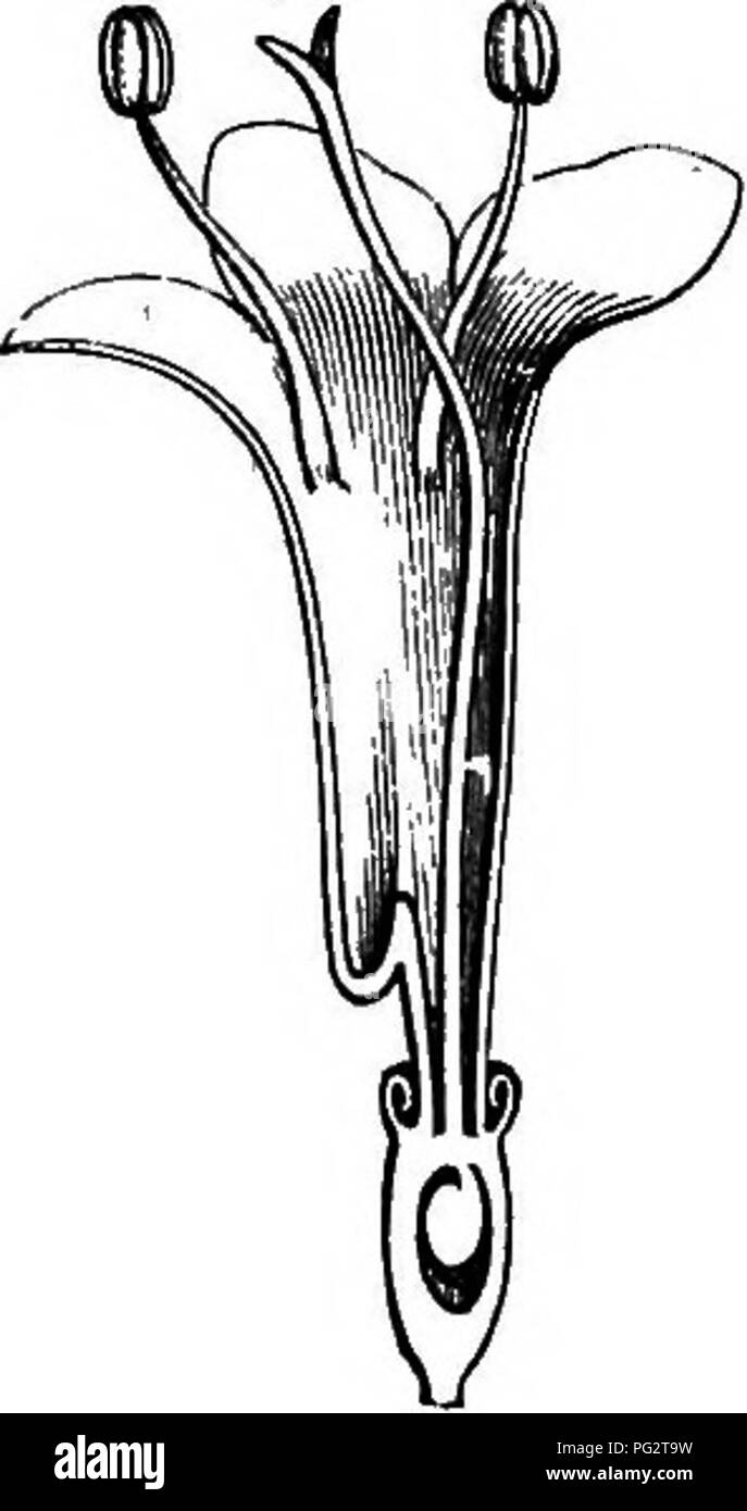 . La storia naturale delle piante. La botanica. . Si prega di notare che queste immagini vengono estratte dalla pagina sottoposta a scansione di immagini che possono essere state migliorate digitalmente per la leggibilità - Colorazione e aspetto di queste illustrazioni potrebbero non perfettamente assomigliano al lavoro originale. Baillon, Henri Ernest, 1827-1895; Hartog, Marcus Manuel, 1851-. Londra, L. Reeve &AMP; Co. Foto Stock