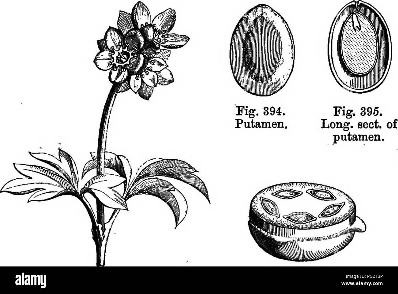 . La storia naturale delle piante. La botanica. Maiale. 391. Infiorescenza, dopo la caduta dell': corolle.. Fig. 392. Frutto (}). Fig. 390. Ramo Floriferous. Fig. 393. Lungo. sez. di frutta. La parte inferiore del gynaBcium, mentre il margine supporta il cade. Quest'ultimo consiste in un calice con due o tre diverse divisioni e un gamopetalous ruotare corolla con quattro, cinque o sei lobi embricato, spesso un po' ineguale. In corrispondenza della gola della corolla sono inseriti i stami, pari in numero e in alternanza con le divisioni, ma la presentazione di questa peculiarità, che ciascuno ha un tessuto connettivo -molto profonda Foto Stock