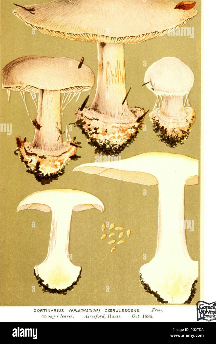 . Le illustrazioni della British funghi Hymenomycetes) per servire come un atlante per il "Handbook of British funghi". Funghi; Botanica. CORTINARIUS (PHLEQMACIUM) CQERULESCENS, Frie.^ lascia nmanijyt-. Alrc^^ford, Hants. Ott. 1880. Si prega di notare che queste immagini vengono estratte dalla pagina sottoposta a scansione di immagini che possono essere state migliorate digitalmente per la leggibilità - Colorazione e aspetto di queste illustrazioni potrebbero non perfettamente assomigliano al lavoro originale. Cooke, M. C. (Mardocheo Cubitt), b. 1825; Cooke, M. C. (Mardocheo Cubitt), b. 1825. Handbook of British funghi. Londra, Williams e Norgate Foto Stock