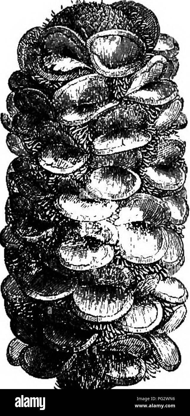 . La storia naturale delle piante. La botanica. Sanksia littoralis.. Fig.. 230. Frutta-beai'iug succursale (|). presente, costituito solo da un piccolo numero di ap- pendages, non strettamente embricata come in Telopea, Protea, &amp;c. I fiori sono geminate in tbe axils di spesso affollata brattee e ogni fiore è inoltre accompagnato da una sottile bractlet più ristretta. Circa sessanta specie " di questo genere sono state descritte, che con il strettamente allied generi Dryandra e Hemiclidia compongono il complesso di questa serie. La Fia. 231. Frutta (I). ' Cat., icona., vi. 28, t. 542.-Labii.1,., Voy., i. 412, t. 23; Nouv.Soll., i. Foto Stock