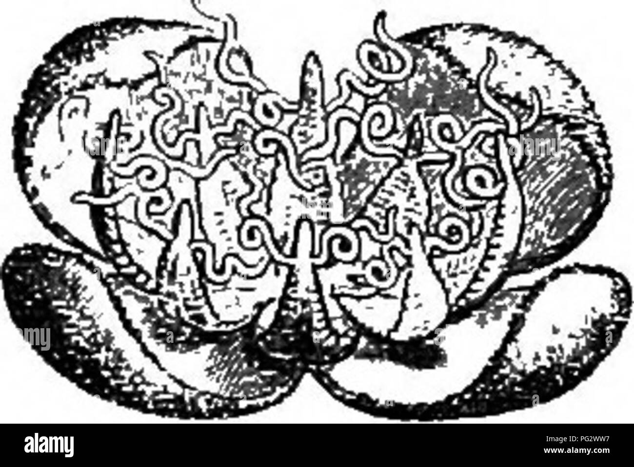 . La storia naturale delle piante. La botanica. . Si prega di notare che queste immagini vengono estratte dalla pagina sottoposta a scansione di immagini che possono essere state migliorate digitalmente per la leggibilità - Colorazione e aspetto di queste illustrazioni potrebbero non perfettamente assomigliano al lavoro originale. Baillon, Henri Ernest, 1827-1895; Hartog, Marcus Manuel, 1851-. Londra, L. Reeve &AMP; Co. Foto Stock