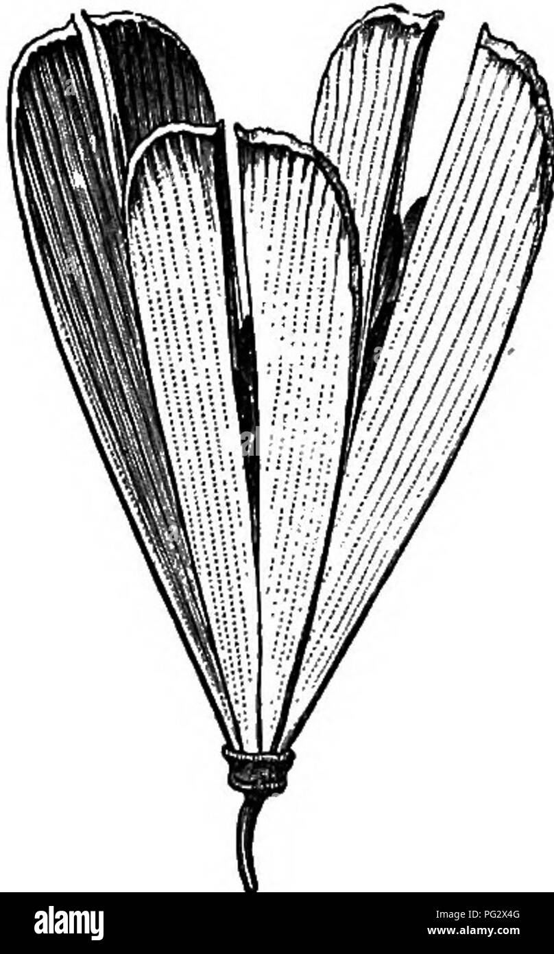 . La storia naturale delle piante. La botanica. Fig. 22. Flower (|). Fig. 23. Schema. Fig. 24. Lungo. setta, di flo-w'er. Sippoeratea obtusifolia. meno profondamente sepolto nella cavità centrale del disco e le sue tre celle, si alternano con i stami, contengono al loro interno un angolo di placenta portante due ovuli ascendente con micropyle esterno e inferiore, o due o tre coppie di ovuli in due serie parallele, ascendente o orizzontale. Le ovaie si estende verso l'alto in uno stile, il vertice stigmatiferous del quale non sia stata ingrandita, o dilatato in tre lobi. Il frutto è generalmente costituito da tre carpe a secco Foto Stock