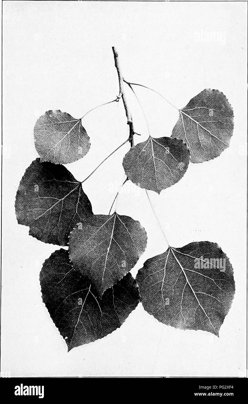 . I nostri alberi nativi e di come identificarli; un famoso studio delle loro abitudini e le loro peculiarità. Alberi. ASPEN. Aspen, Populns tremiiloides. Lascia i^' a 2' lungo.. Si prega di notare che queste immagini vengono estratte dalla pagina sottoposta a scansione di immagini che possono essere state migliorate digitalmente per la leggibilità - Colorazione e aspetto di queste illustrazioni potrebbero non perfettamente assomigliano al lavoro originale. Keeler, Harriet L. (Harriet Louise), 1846-1921. New York, C. Scribner i figli Foto Stock