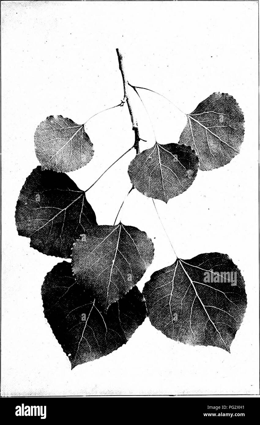 . I nostri alberi nativi e di come identificarli; un famoso studio delle loro abitudini e le loro peculiarità. Alberi. ASPEN. Aspen, Populns trenndoides. Lascia ij^' a 2' lungo.. Si prega di notare che queste immagini vengono estratte dalla pagina sottoposta a scansione di immagini che possono essere state migliorate digitalmente per la leggibilità - Colorazione e aspetto di queste illustrazioni potrebbero non perfettamente assomigliano al lavoro originale. Keeler, Harriet L. (Harriet Louise), 1846-1921. New York, C. Scribner i figli Foto Stock