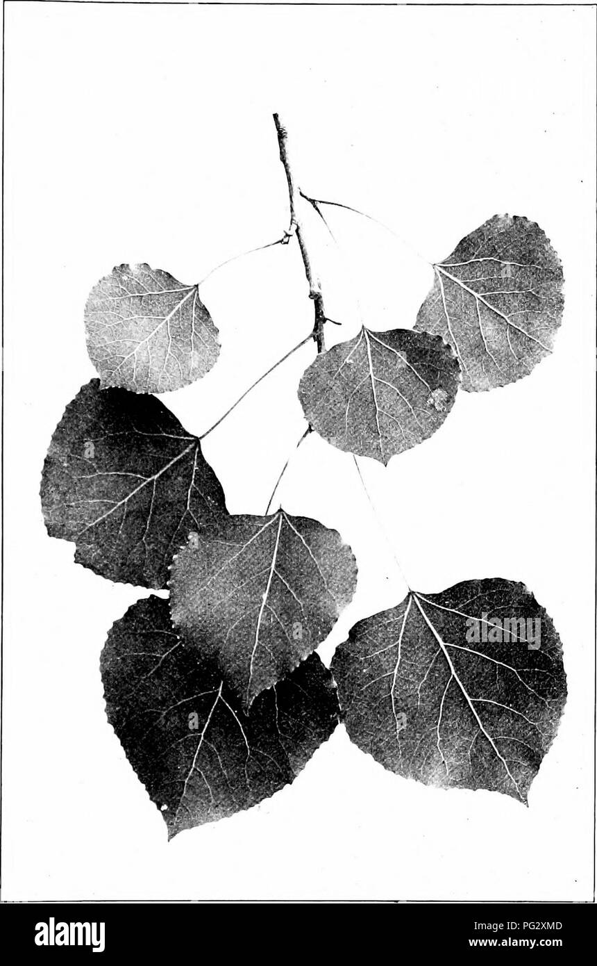 Questa immagine illustra le caratteristiche di identificazione delle specie di alberi autoctone, concentrandosi in particolare su Aspen (Populus tremuloides). Il testo descrive le caratteristiche, le dimensioni e la forma delle foglie, fornendo una guida per riconoscere questa specie e comprendere il suo ruolo negli ecosistemi nordamericani. Foto Stock