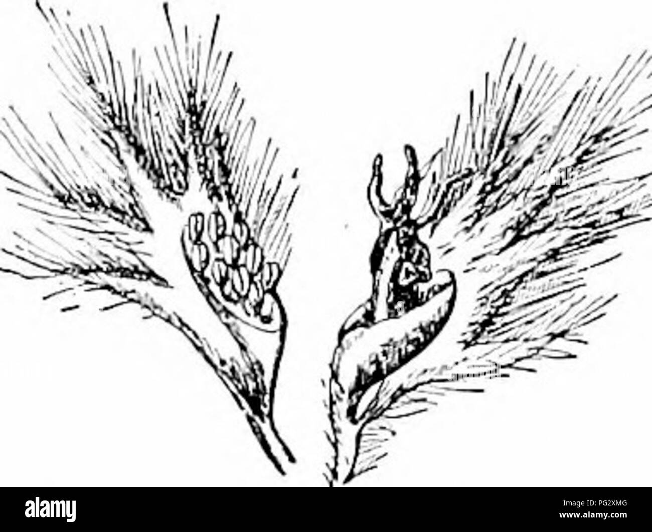 Questa guida offre uno studio dettagliato sugli alberi autoctoni del Nord America, concentrandosi sull'identificazione, sulle abitudini di crescita e sulle peculiarità come l'aspen. Enfatizza le caratteristiche uniche dell'albero, come la sua rapida crescita e le sue caratteristiche foglie fluttuanti, fornendo una risorsa informativa per l'identificazione e lo studio degli alberi. Foto Stock