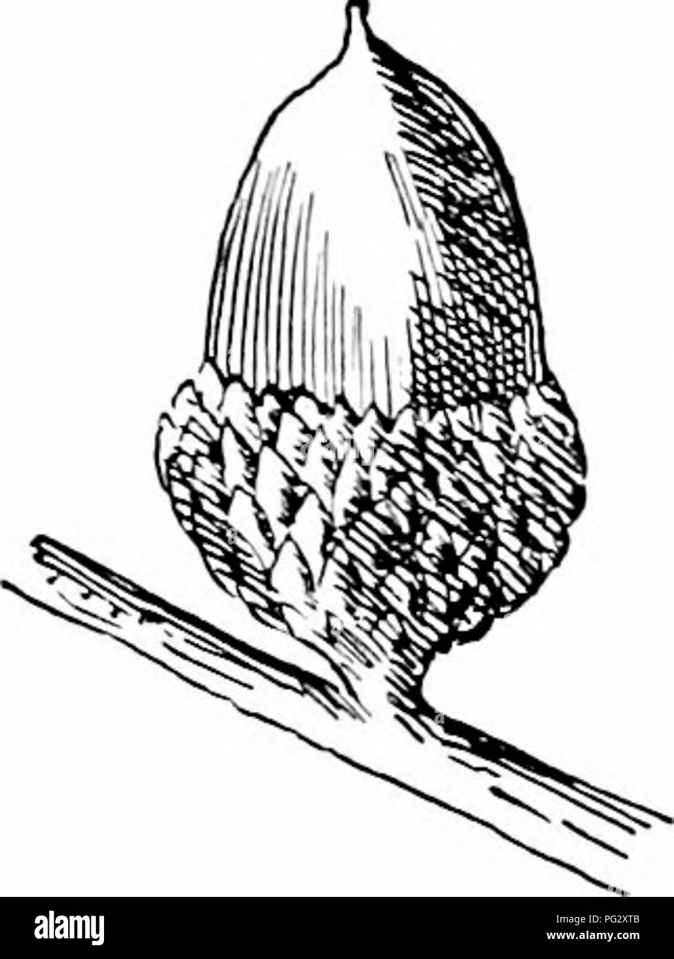 . I nostri alberi nativi e di come identificarli; un famoso studio delle loro abitudini e le loro peculiarità. Alberi. Famiglia di quercia di densa tomentum bruno. Cup turbinate, profondo, copre un terzo a due terzi del dado, è spesso, marrone pallido e all'interno di roverella, senza di esso è coperto da grandi, marrone rossiccio, vagamente scale embricata, rivestito con tomentum. Sulla parte superiore della coppa sono righe di scala più piccola che formano un cerchio di spessore attorno alla superficie interna. Black Jack è un tale nome peculiare per un albero che sul sentire- itig per la prima volta si chiede subito per un explana- zione. Le autorità sono in silenzio sull'ogget Foto Stock