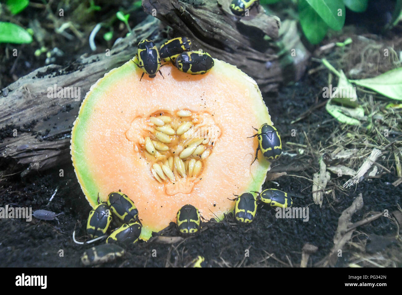 Londra, Regno Unito. 23 Agosto, 2018. Coleottero frutta annuale di pesare in allo Zoo di Londra il 23 agosto 2018, Londra, UK Credit: capitale dell'immagine/Alamy Live News Foto Stock