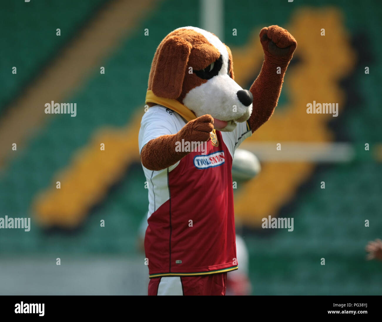 Northampton, Regno Unito. Il 23 agosto 2018. Northampton Santi mascotte Bernie durante una sessione di formazione a Northampton Santi open day in Franklin's Gardens. Andrew Taylor/Alamy Live News Credito: atsportphoto/Alamy Live News Foto Stock