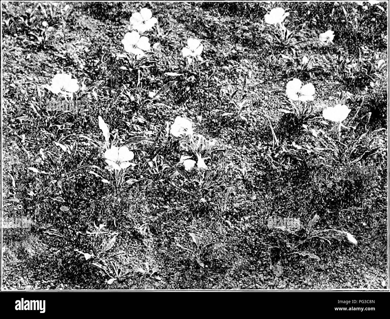 . Metodi di ricerca in ecologia. Ecologia vegetale. La classificazione e il rapporto di 301 351. Classificazione di habitat. Nella disposizione di formazioni con riferimento agli habitat, i fattori diretti, acqua e luce, può solo essere utilizzata con vantaggio. Un tale sistema è fondamentale, perché è fondata sulla somiglianza di hab- itat e di struttura. Proposta di raggruppamenti basati su nutrizione-content, o alla divisione di fattori " in condizioni climatiche e di edaphic, hanno altrove^ dimostrato di essere del tutto di secondaria importanza, se non addirittura erronei. La base dell'habitat il raggruppamento è di contenuto di acqua che è sup Foto Stock