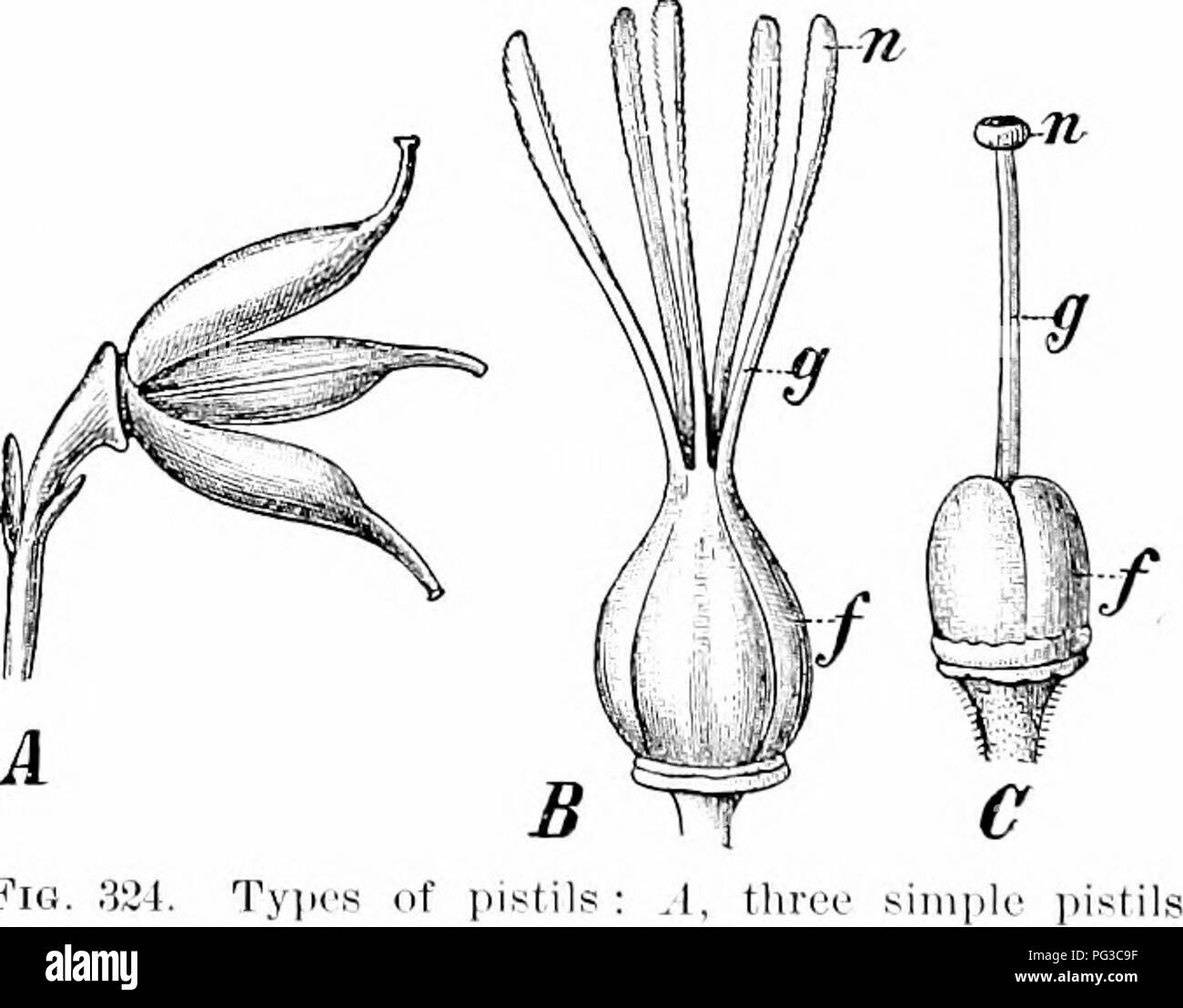 . Impianto studi; un elementare botanica. La botanica. Fig. 323. Cros.s - sezione della antera di un giglio {Biitonms), che mostra le pareti di separazione Tlie apertura del polline-s;Ic per scaricare la sua jiollen- grani (microspore) è chiamato (IcJiiscenre, ^Nn<il significa "un sjjlitting aperto," e i metodi della deiscenza sono vari (l^'ig. 3,32). Di gran lunga il metodo più comune è per la parete di ciascun sac per suddividere longitudinalmente (Fig. 323), che è chiamato la deiscenza longitudinale; un altro è per ogni sac a ojjen da un terminale jjore (Fig. 322), nel qual caso esso può essere prolungato al di sopra in un tubo. 241. Foto Stock