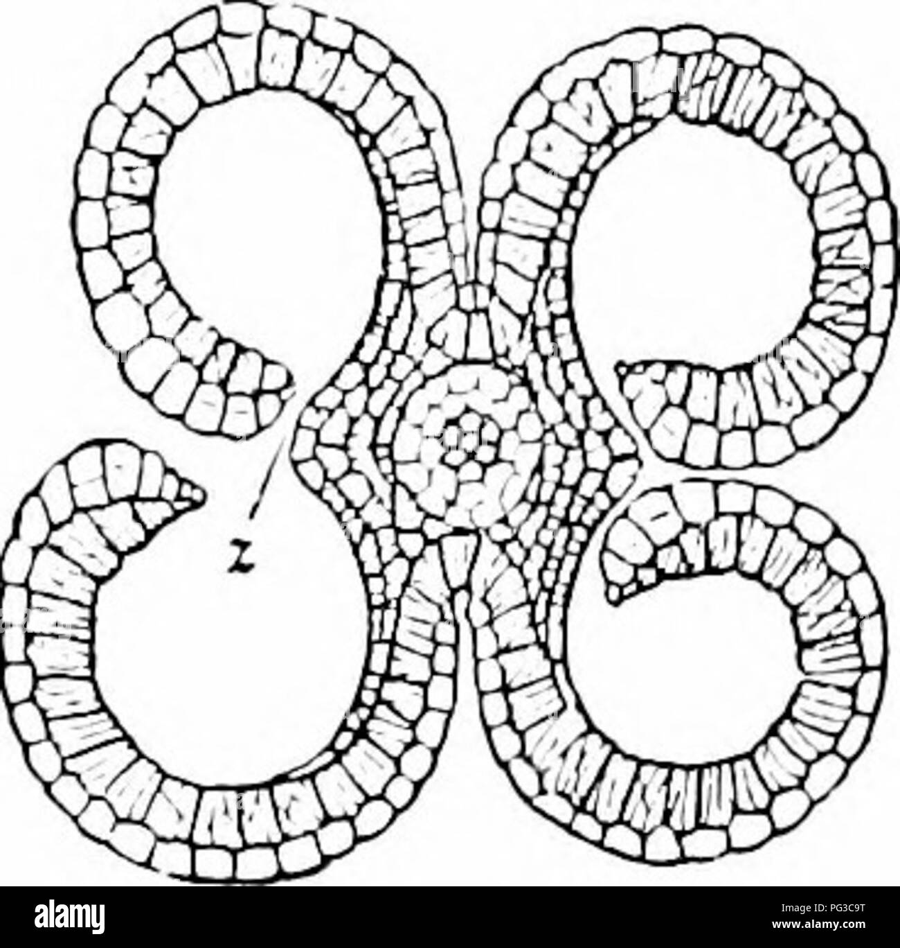 Questo studio di botanica elementare si concentra sull'anatomia delle piante, in particolare il processo di deiscenza nei gigli, spiegando l'apertura dei sacchi di polline e vari metodi di rilascio del polline come la deiscenza longitudinale e l'apertura dei pori terminali. Foto Stock