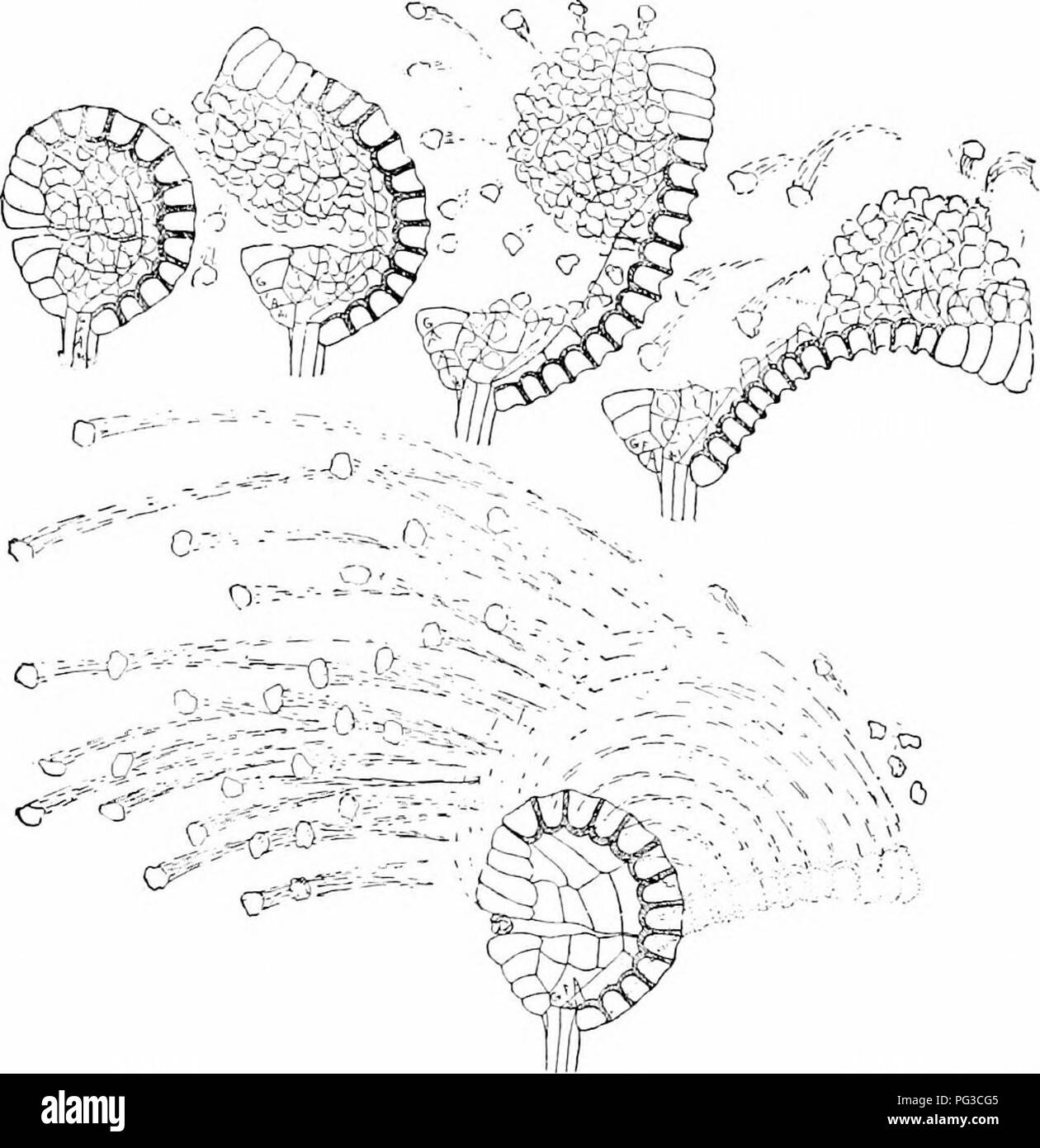 . Impianto studi; un elementare botanica. La botanica. I'TKUlDiii'IlYTES 331 nelle ordinarie felci tutte le spore nel sporangia sono simili e ylien essi germinare eaeh iiroducos spore un prothalliuni su cui entrambi antheridia e arehegonia appaiono. In alcuni le Pteridofite, tuttavia vi è un deciso dif- ference nella dimensione delle spore, alcuni sono abbastanza piccole e. Fig. 301. Un scries mostrante la deiscenza di una felce siiorancrium. Il niptnre della parete, la raddrizzatura e la piegatura all'indietro del annnliis. e il rinculo.-.fler Atkinson. Altri relatiyely grandi e quelli piccoli producendo Gioco maschio Foto Stock