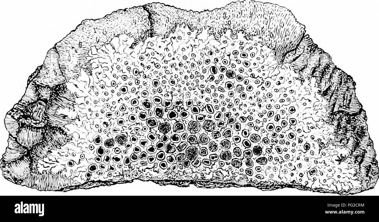 . Impianto studi; un elementare botanica. La botanica. THALLOPHYTES : funghi impianto. In altre parole, un lichene è non un singolo, ma una ditta di due individui molto a differenza di ogni altro. Questa abitudine. Fig. 371), un coniDion liclini &lt; Plnj^cUi) io.n-oviiii^f nn liurk, slinw iii^ stagno- sprciHlini; tliiilltis tmrl tlio iiuracroiis dischi scuro (apiiflu-fial Ituarin^,' tlie jisci.-(JoLDiiKRfiEli. di vivere insieme è stato chiamato symbiods, e indi- agli individui di entrare in questa relazione sono chiamati symhionts.. Si prega di notare che queste immagini vengono estratte dalla pagina sottoposta a scansione di immagini che possono essere state digitalmente en Foto Stock