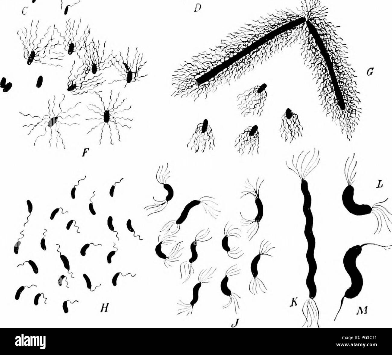 . Impianto studi; un elementare botanica. La botanica. . '?'. Un t:jrr)iij) nT T!;i(tri'i:i, Hi corpi, lirini' nero e cuscinetto; ni()tiK' cilin in vari v;iyH, ,1, llu' due a l, J' specie di IO.HiloiHoiHis : /â ', r;, siirri.-s di F,;icillim, /'""hcin-", che del tifo fi-v.t; JL Mlcro- .y)ira ; J, l una, ,)/. sjiccicH uf Sphiflum.âAUt'T Enuler e Pkantl.. Si prega di notare che queste immagini vengono estratte dalla pagina sottoposta a scansione di immagini che possono essere state migliorate digitalmente per la leggibilità - Colorazione e aspetto di queste illustrazioni potrebbero non perfettamente assomigliano al lavoro originale. Foto Stock