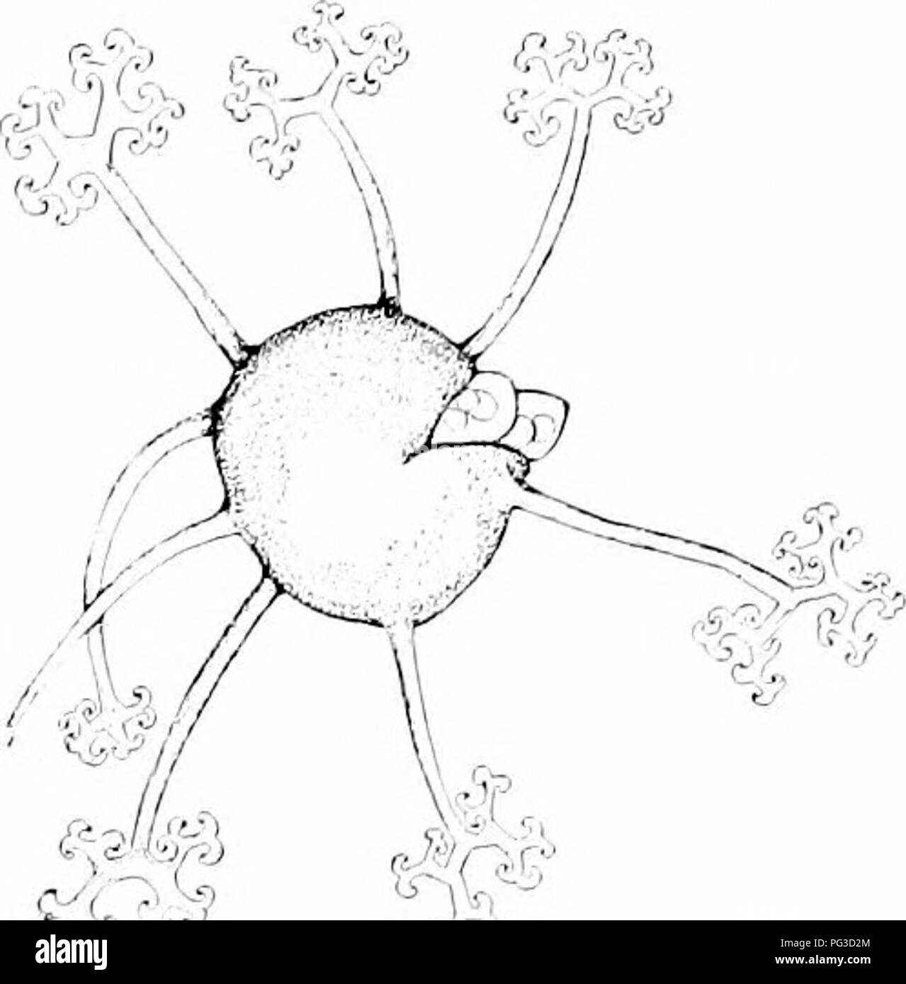 . Impianto studi; un elementare botanica. La botanica. TllALLOl"II YTKS : funghi 27£. una sfera littlo, che ha suggerito il nanio MicfiiKplui'ni (l''ig. 241). La parete heiivy degli orsi ascucarp beauti- ful la ramificazione capelli-lilce appendici (Fig. 342). Scoppia la parete della spora tliis frutto più molto delicato, vescica-come ZSC vengono estrusi, e attraverso la parete trasparente di ogni sac ci può essere visto più spore (Fig. 24'i). Il ascocarp, vi- ribalta, è un caso di spore, proprio come è il cystocarp del Ked Alga3 (S 174). Il delicato sacs nell arco di un.vrt, una parola che significa " sacs," e Foto Stock