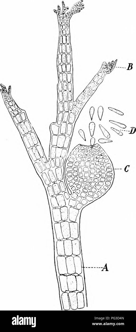 . Impianto studi; un elementare botanica. La botanica. 260 I'LAXT STUDI li tinguish da tlie ciliato(l spermi, o spermatozoids, che hanno il potere di locomozione, questi fermi i gameti maschili del lied alghe sono di solito chiamati spcrmatia (singolare, uperinatinni) (Fig. 22.S, .1, .S-). Il oogonium è molto pe- culiar, essendo differenziata in due regioni, una base a bulbo e un hairdike jDrocess {trifhdffi/ne), tutta la struc- ture che assomiglia a un Hask con un lungo collo stretto, ad eccezione di quelle che essa è chiusa (Fig. 328, un, GU). Entro il Imlbous j)l'arte l'uovo, o il suo equivalente, è organizzata; un si)er Foto Stock