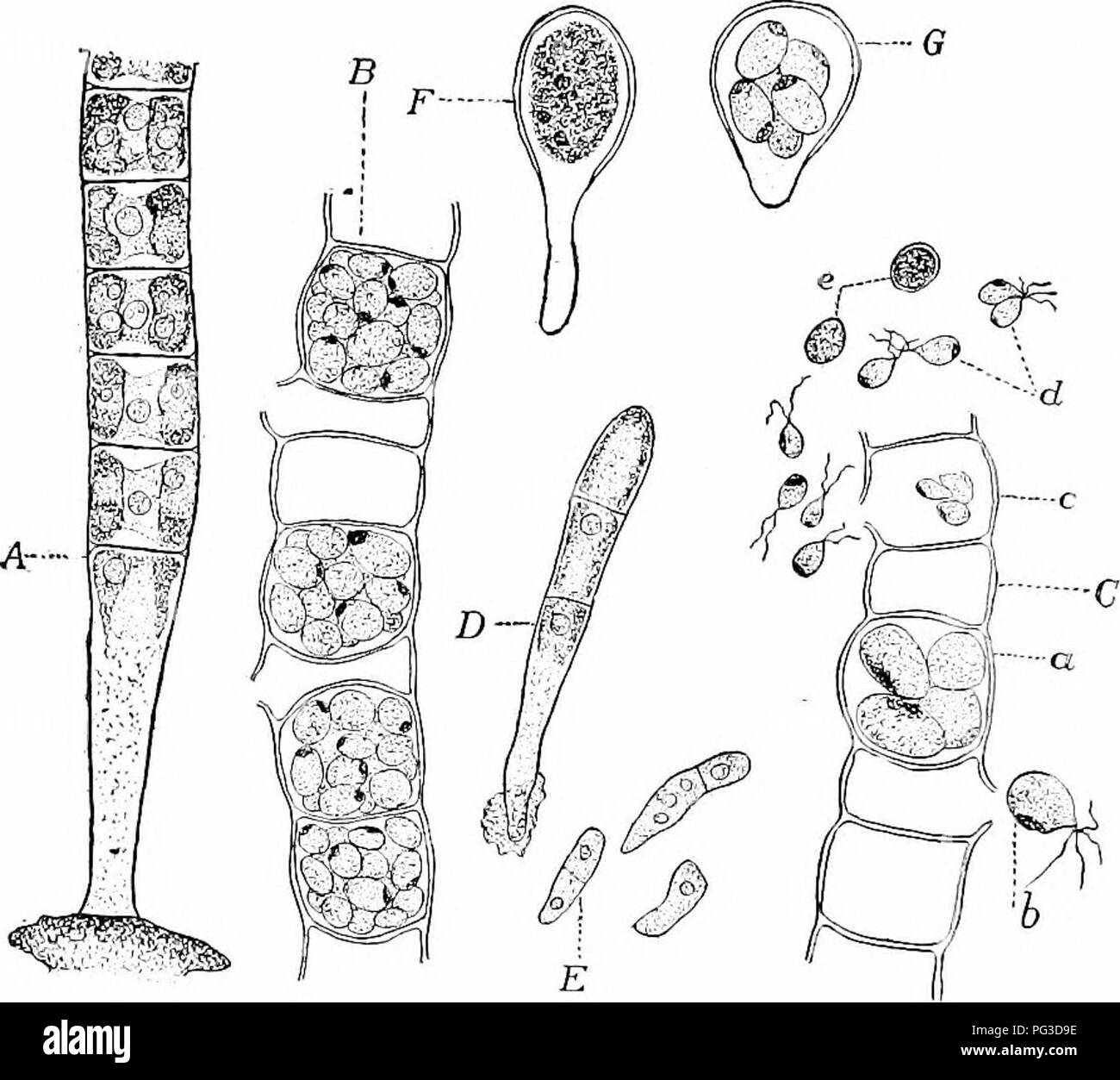 . Impianto studi; un elementare botanica. La botanica. 238 Studi di pianta è il basso tipo chiamato isogamy, l'abbinamento dei gameti che è simile. TJlothrix è preso come un rappresentante della Conferva forme, la più caratteristica di gruppo di Chlorophyceaj. Tutti i. Maiale. 205 Tlnlliin rnnfi fiiinl ril. ,L,l),è, hegiuning di nuovo lilanutd da zoospore; E. debole lilanienis formata b.y il piccolo zoospores; F, zygole crescente dopo riposo; (?, zoospores jirodaced da zigote.-C'ALPwyLL, excciit f e r/. che sono dopo DODEL-PORT. il Conferva forme non sono tuttavia isogamous, come egli illnatrated da tlie esempio successivo Foto Stock . Impianto studi; un elementare botanica. La botanica. 238 Studi di pianta è il basso tipo chiamato isogamy, l'abbinamento dei gameti che è simile. TJlothrix è preso come un rappresentante della Conferva forme, la più caratteristica di gruppo di Chlorophyceaj. Tutti i. Maiale. 205 Tlnlliin rnnfi fiiinl ril. ,L,l),è, hegiuning di nuovo lilanutd da zoospore; E. debole lilanienis formata b.y il piccolo zoospores; F, zygole crescente dopo riposo; (?, zoospores jirodaced da zigote.-C'ALPwyLL, excciit f e r/. che sono dopo DODEL-PORT. il Conferva forme non sono tuttavia isogamous, come egli illnatrated da tlie esempio successivo Foto Stock