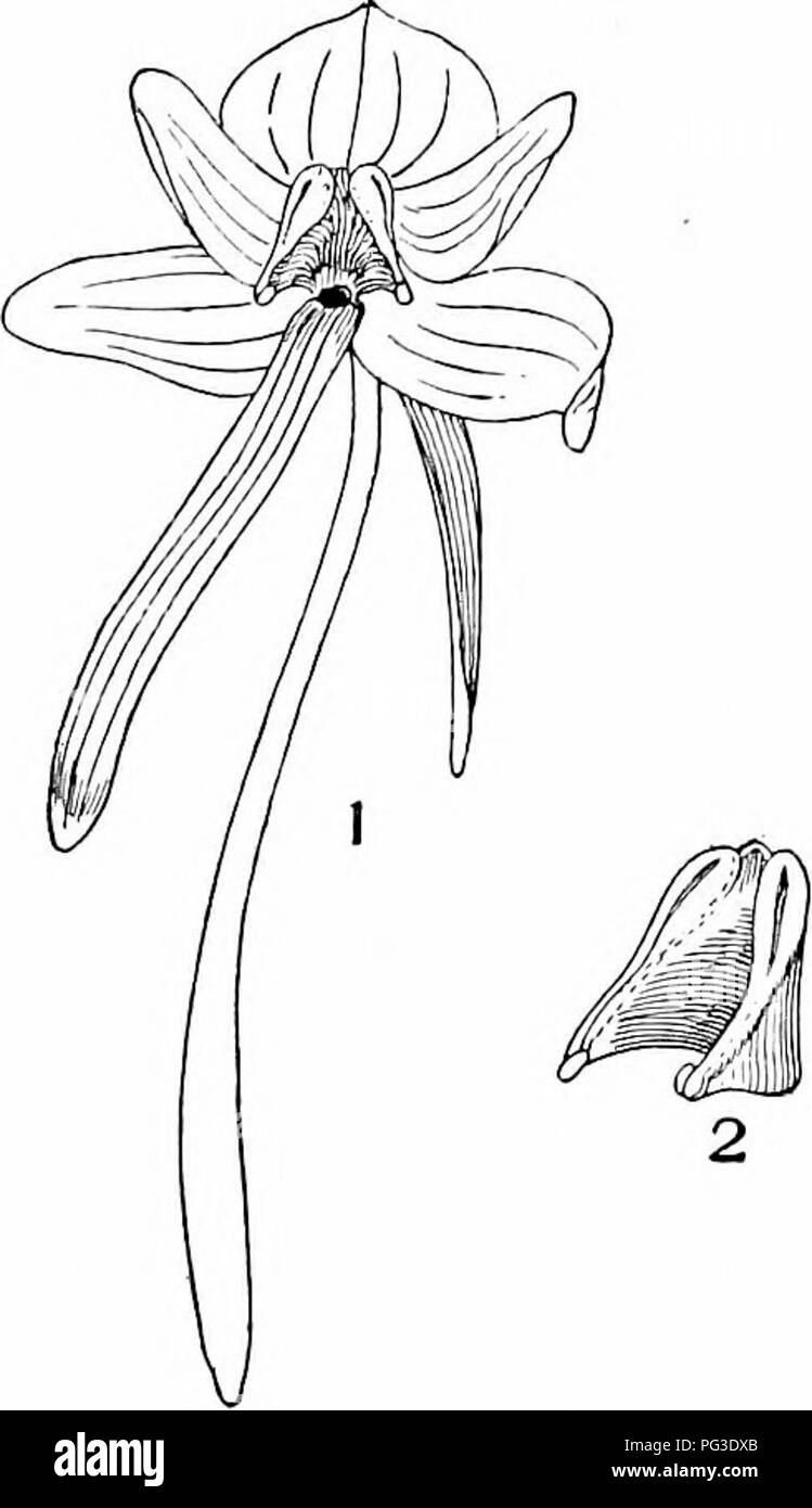 . Impianto studi; un elementare botanica. La botanica. Fiori e insetti 127 di solito due polline-sac e stretclied tra loro è la superficie dello stimma. In questo caso tuttavia i granelli di polline non sono a secco e polveroso, ma si aggrappano togctlier in una massa e non può fuoriuscire dal sac senza essere tirata (vedere Fig. 133). Lo stesso tipo di polline è sviluppato Ijy milkweeds l. (2) mahcinty consecutivi. In questi casi il polline e. Fig. 133. Un fiore di un orchidea (Flabenaria). A 1 il fiore completo è illustrato, con tre sepali Ijehind e petali tiireo davanti, il più basso dei quali uno ha svil Foto Stock