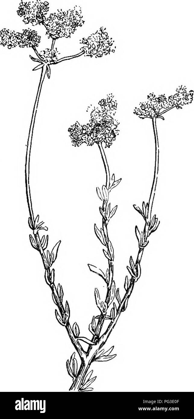 . L'apicoltore di guida; oppure, manuale dell'apiario. Le api. O, MANUAI, dell'apiario. 431 (Gossypium herbaceum), (Fig. 236), che comincia a fiorire nei primi giorni di giugno e rimane in fiore anche ad ottobre. Questo appartiene alla stessa famiglia-malva-come la hollyhock e come essa fiorisce e frutti attraverso la stagione. Fig. 235.. Wild Buckwheat.-originale. La mucca-pea che fiorisce da Aprile ad agosto (Fig. 199), non è solo un bene per le api, ma per i mangimi e per arricchire il suolo. La pietra-crop (Sedum pulchellum) è un altro prezioso miele-impianto del sud. In Giugno le magnolie (Fig. 237)-. Si prega di notare Foto Stock
