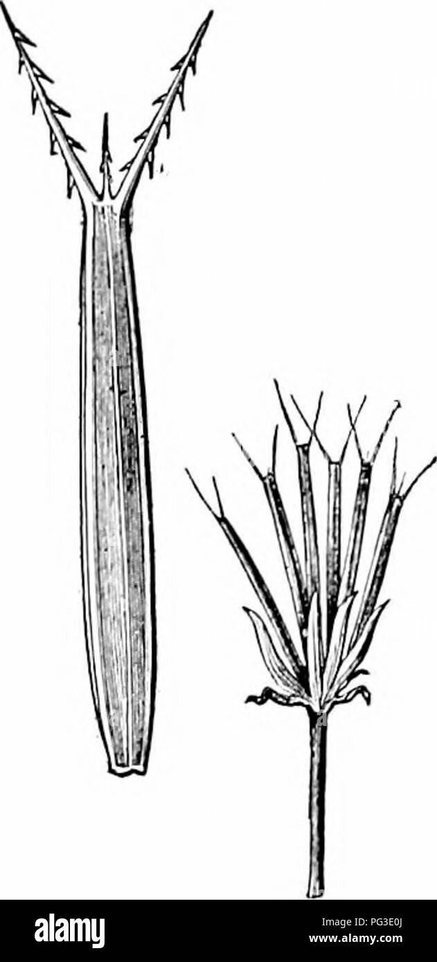 . Impianto studi; un elementare botanica. La botanica. Organi RIPRODUTTIVI 119. asciutto, e sono di notevole servizio nella discliarge di spore. Nel comune di felci una molla pesante-come anello di cellule circonda il delicato-ivalled sjiore caso. Wlien la parete diventa secca e comp)aratively fragile la molla si raddrizza con forza considerevole, la delicata parete è improvvisamente strappata e le spore sono scaricati (vedere Fig. 4.5). ^ anche nel caso del polline- spore di seme-piante, uno speciale strato della parete del polline-sac generalmente si sviluppa come una molla-come strato, che assiste in apertura ampiamente la s Foto Stock