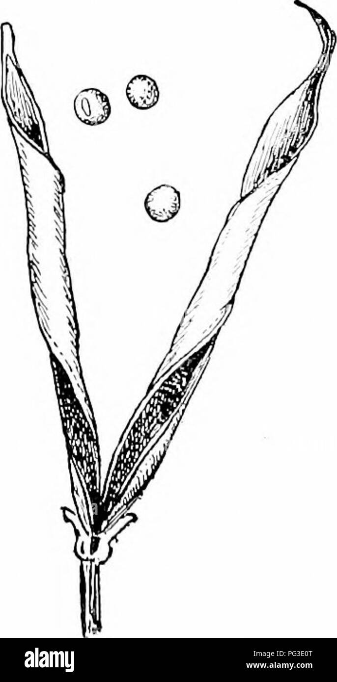. Impianto studi; un elementare botanica. La botanica. Fig. 130. Un fniit di amamelide discliai-giiig i suoi semi.-Dopo Beal. luce o suolo sabbioso (vedere Fig. 120). Quando il lavoro della stagione si è conclusa e le radichette di assorbimento hanno raggrinzito, la pianta è facilmente bruciato dal suo ancoraggio da una folata di vento ed è trundled lungo tlie superficie come un liglit palla di vimini, il seme maturo ves- sels facendo cadere i loro semi l)y tlie modo. Nel caso di un ostacolo, come ad esempio un recinto, grandi masse di questi tumble- erbacce possono spesso essere visto presentate contro tlie lato sopravento. 79. Scarico di spore.-In molti impianti di dist Foto Stock