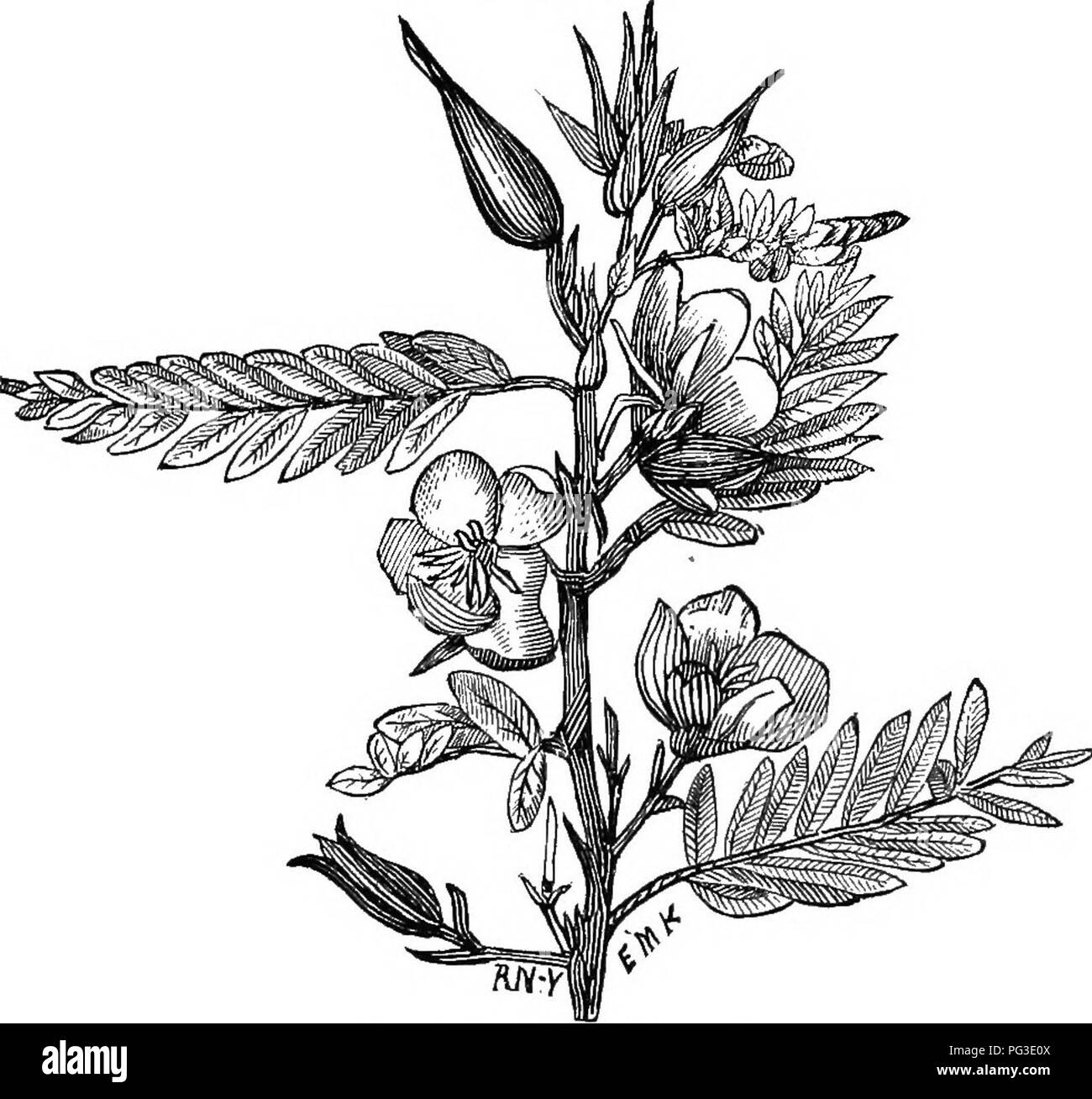 Questa voce della "Guida del guardiano delle api" fornisce una guida sulla cura delle api e sull'uso del miele in relazione a varie piante, come i trifoglio e i piselli percettivi. Offre anche consigli sul mantenimento di alberi sani, compresi i metodi per prevenire trivellazioni che possono danneggiare le tettoie degli alberi. Foto Stock