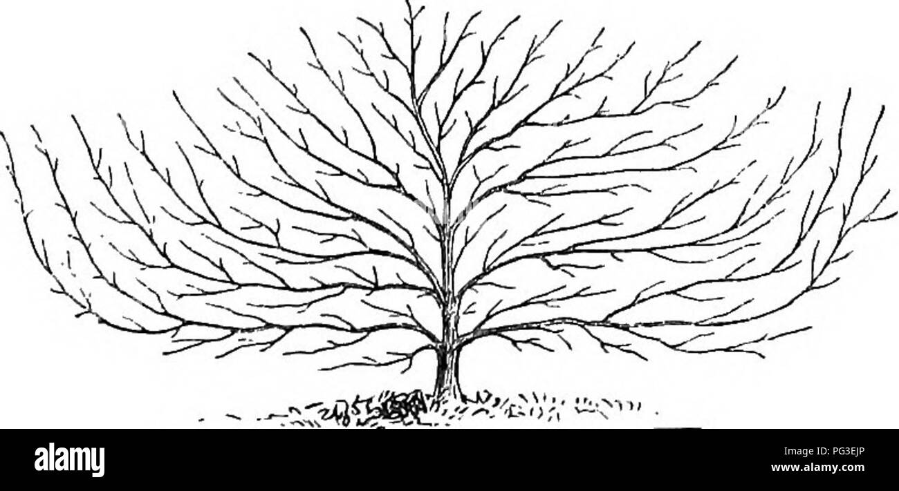 . Il libro del giardino. Il giardinaggio. Hayward's modalità di PEAtH-formazione, Fig. 223.. CALLOW S MODS di pesche e di formazione. -Quando l'albero è arrivato alla sua piena dimensione e forma. Una certa attenzione è richiesto a partire su questo principio. Dalla nostra figura si vede che due rami partono dal gambo principale e sono previste in quasi in un piano orizzontale di direc- zione. Per fissare questo senza perdita di tempo, essere- proviene desiderabile che questi germogli dovrebbero essere pro- alleggerito il primo anno dal bocciolo. " Questo può essere fatto", signor Hayward osserva, " da in- serting delle gemme di fronte ad ogni altro in Foto Stock