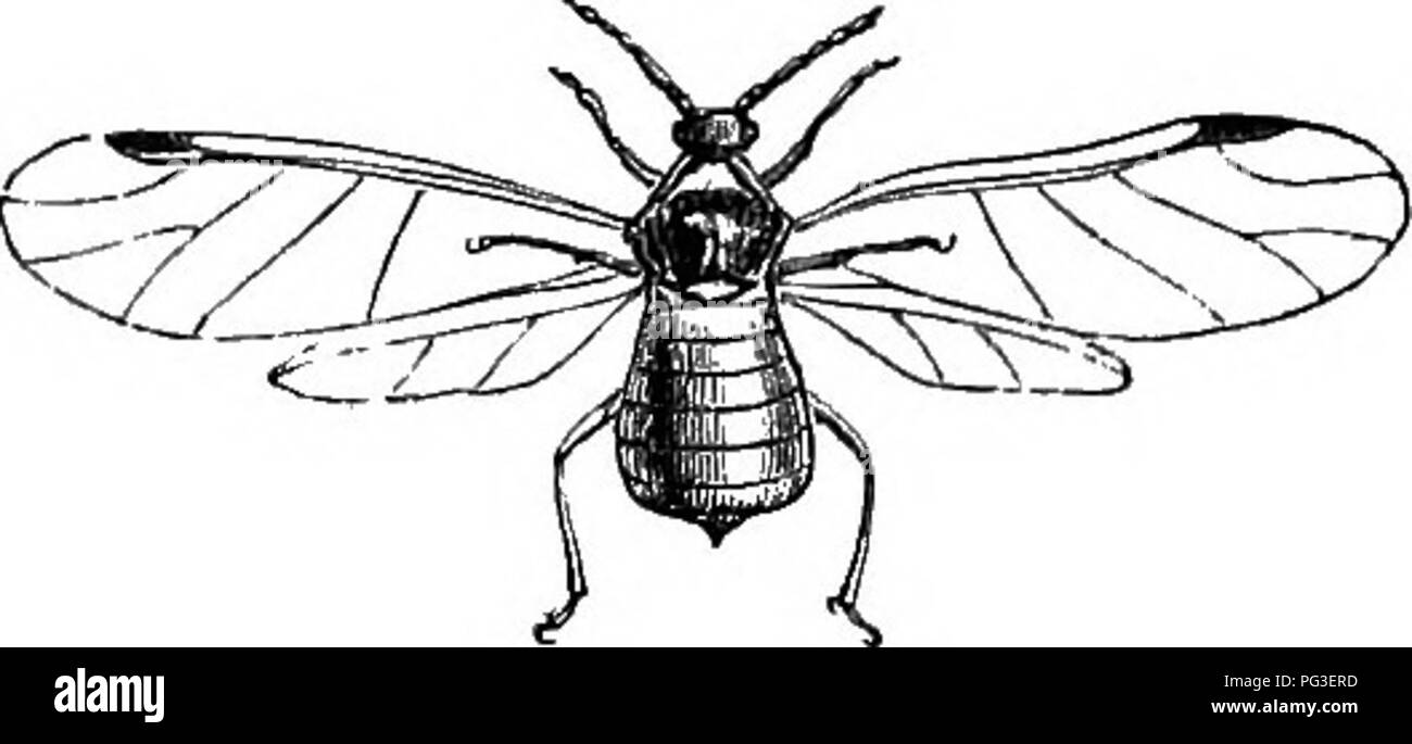 . Il libro del giardino. Il giardinaggio. La APPLE. 433 Baleavras, Fifeshire, e citata da Dr Lindley in " Teoria di orticoltura," per questo effetto: " Egli ha scoperto che in un frutteto arrugginiti le radici degli alberi erano entrati a terra alla profondità di 3 metri; e ha anche accertato che, audaci i mesi estivi, il calore medio del suolo a 6 centimetri sotto la superficie era di 61°; a 9 pollici, 57°; a 18 pollici, 50°; e a 3 piedi, 44°. Egli ha preso misure volte a limitare le radici nel terreno in prossimità della superficie, e la conseguenza è stata la scomparsa di batteriosi vascolare e maturano- ing del frutto.&quo Foto Stock