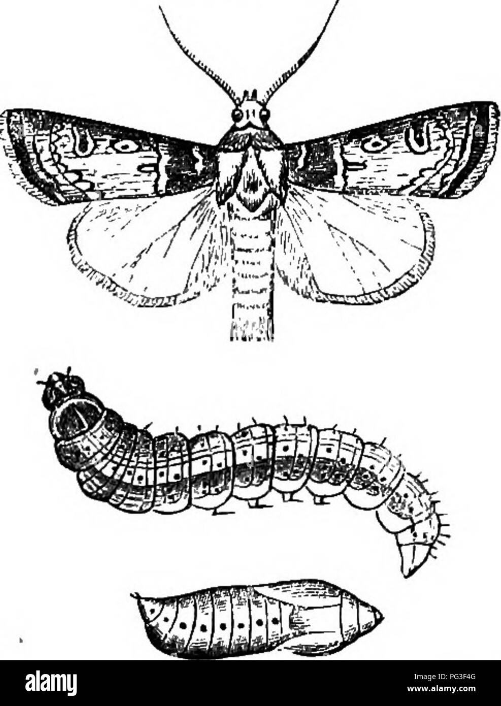 Questa guida per il giardinaggio presenta illustrazioni dettagliate di parassiti comuni come falene e brufoli, evidenziando il loro impatto distruttivo su colture come rape e patate. Fornisce inoltre informazioni sulle tecniche di controllo dei parassiti e su come la comprensione dei cicli di vita degli insetti può aiutare a prevenire i danni agricoli. Foto Stock
