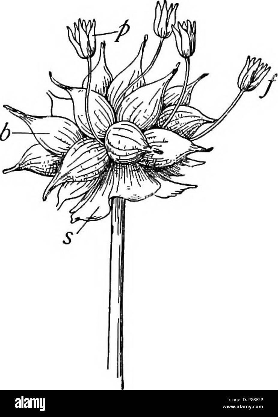 . Un libro di botanica per scuole e università ... La botanica. La riproduzione e la dispersione 903 in fiori, e ancora quasi tutti i primordia possono sviluppare in un bul- bils. Di solito i bulbilli germinare mentre è ancora attaccato al inflores- cenza, ma sono facilmente staccabile e continuano a crescere se cadono in situazioni favorevoli. Simile bulbilli verificarsi alquanto regolarmente in certe piante alpine, come Polygonum viviparum, Poa alpina e Saxifraga. La causa di tale formazione bulbil non è chiaramente noti, anche se nelle erbe, semi piuttosto che bulbilli sembrano essere pro- duc Foto Stock