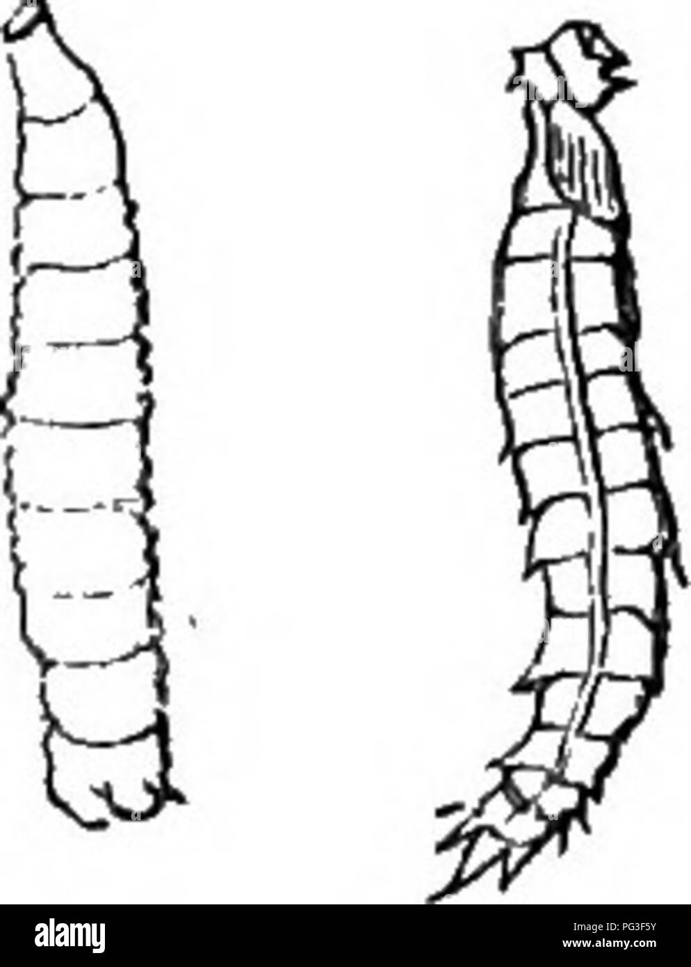 . Il libro del giardino. Il giardinaggio. Macchiato il giardino-gnat o gru FLY, GRUB E PUPA.. Si prega di notare che queste immagini vengono estratte dalla pagina sottoposta a scansione di immagini che possono essere state migliorate digitalmente per la leggibilità - Colorazione e aspetto di queste illustrazioni potrebbero non perfettamente assomigliano al lavoro originale. McIntosh, Charles, 1794-1864. Edinburgh, Londra, W. Blackwood e figli Foto Stock