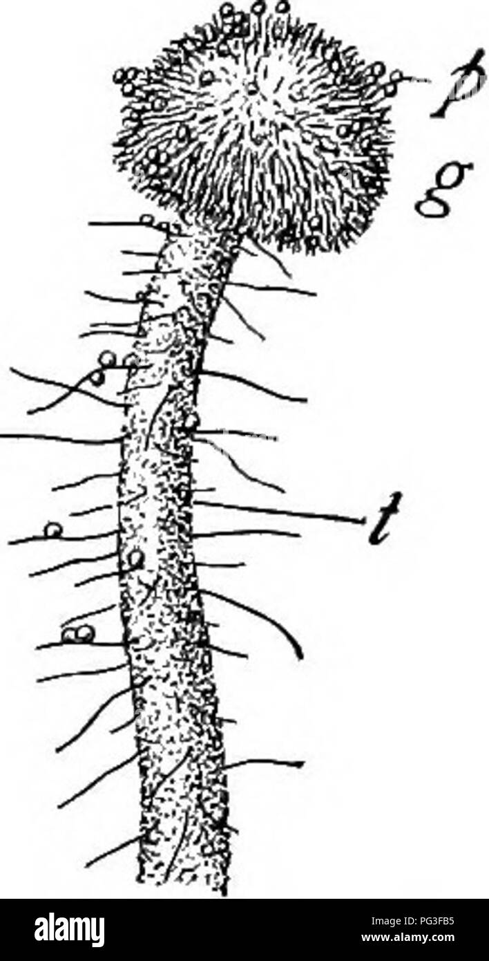 Polline in Grani, Granella di Polline d'Api