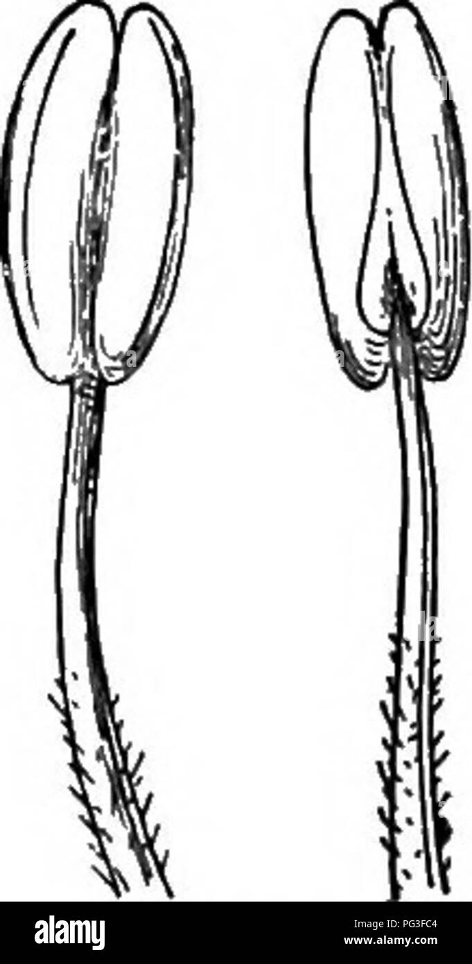 . Un libro di botanica per scuole e università ... La botanica. 830 ecologia. 1142 1143 1144 Figg. 1142-1144. - Stami di angiosperme, mostrando i metodi della antera deiscenza: 1142, ordinario stami con deiscenza longitudinale; 1143, o. stame di Solanum con deiscenza da una fessura terminale o del poro; 1144, un stame di Vaccinium con tubolare di prolungamenti delle sacche di polline. - Da Kerner. in Ericaceae, figg. 1143, T144). La deiscenza è oc- sioned mediante essiccamento del tessuto. Al di sotto della epidermide è uno strato con spessore in modo ineguale- ulteriormente rafforzata fibre, in ceppi che sorgono quando il contenuto di acqua diminuisce; RU Foto Stock